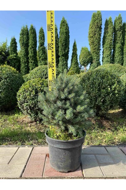 Ель ситхинская Нана - 5л/вис.25-35см/Ø20-25см